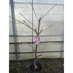 someiyo инструмент для проволоки Sakura 