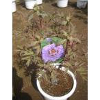 ..( серп рисовое поле глициния )