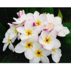  плюмерия Angel белый 