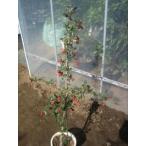  рубин солнечный The si