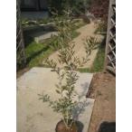  белый цветок gold way ju