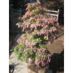  выцветание bi( красный ) большой АО 