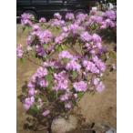  деньги . море азалия ( очень большой АО )