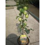 hime яблоко ( желтый золотой круг )