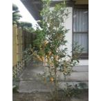  османтус ( очень большой АО )