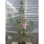  иметь . одна сторона рододендрон ( время ..)