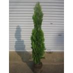  элегантиссима 