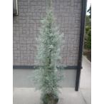  хвойное дерево blue ice 