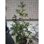  месяц багряник японский .