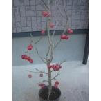 hime яблоко ( роскошный )