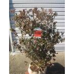  азалия (книга@ сверло sima) большой АО 