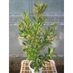  клубника. дерево 