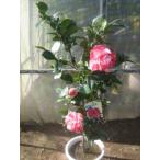  futoshi бог приятный 