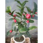  Вьетнам .( hyde un King ) большой АО 