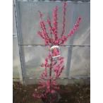  цветок слива саженец oo sakazki