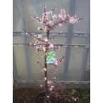  слива саженец . после слива 