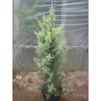  хвойное дерево sa reflet a