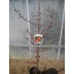  цветок слива саженец Кагосима красные цветы сливы 