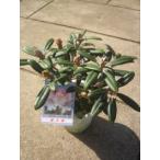  рододендрон ( магазин . остров )