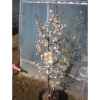  слива саженец юг высота слива 