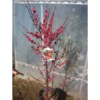  цветок слива саженец Кагосима красные цветы сливы ( большой АО )