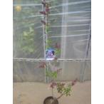  lilac ( фиолетовый цвет )