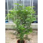  вечнозеленый ясень ( маленький АО ) специальный отбор товар 