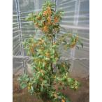  османтус ( большой АО )