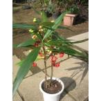 kalatachibana( красный белый. реальный ) большой АО 