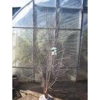  стевартия ( АО ..)