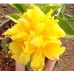 . -слойный .. гибискус ( желтый )