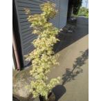  клен (kochouno мой )