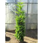  купрессоципарис голд райдер 