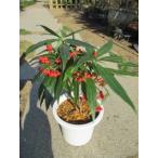 kalatachibana( красный реальный )