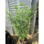  вечнозеленый ясень ( Mini АО )