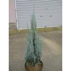  хвойное дерево wichita голубой 