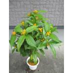  тысяч обе ( желтый реальный )