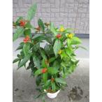  тысяч обе ( красный . желтый цвет реальный )