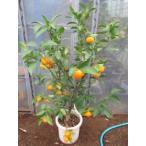 fkremi can удача . мандарин 