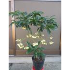  большой реальный десять тысяч обе ( Treasure Ship ) белый реальный 