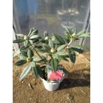  рододендрон ( hyde n Hunter )