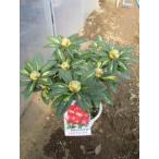  рододендрон ( Silvia Gold )