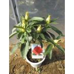  рододендрон ( Gin Marie montagyu-)