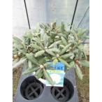  рододендрон ( магазин . остров ) большой АО 