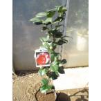 . скала корень диафрагмирования 