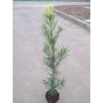 maki(10 шт. комплект )