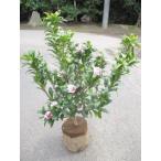  Gin chouge( красный ) большой АО 