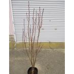  - na Momo . рука персик ( розовый цвет ). рука .