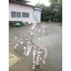  цветок ..( источник flat ...) корень наматывать 