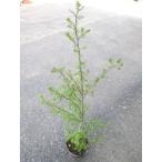  reference ( плоды зантоксилума )